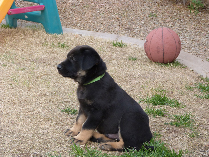 chinook dog